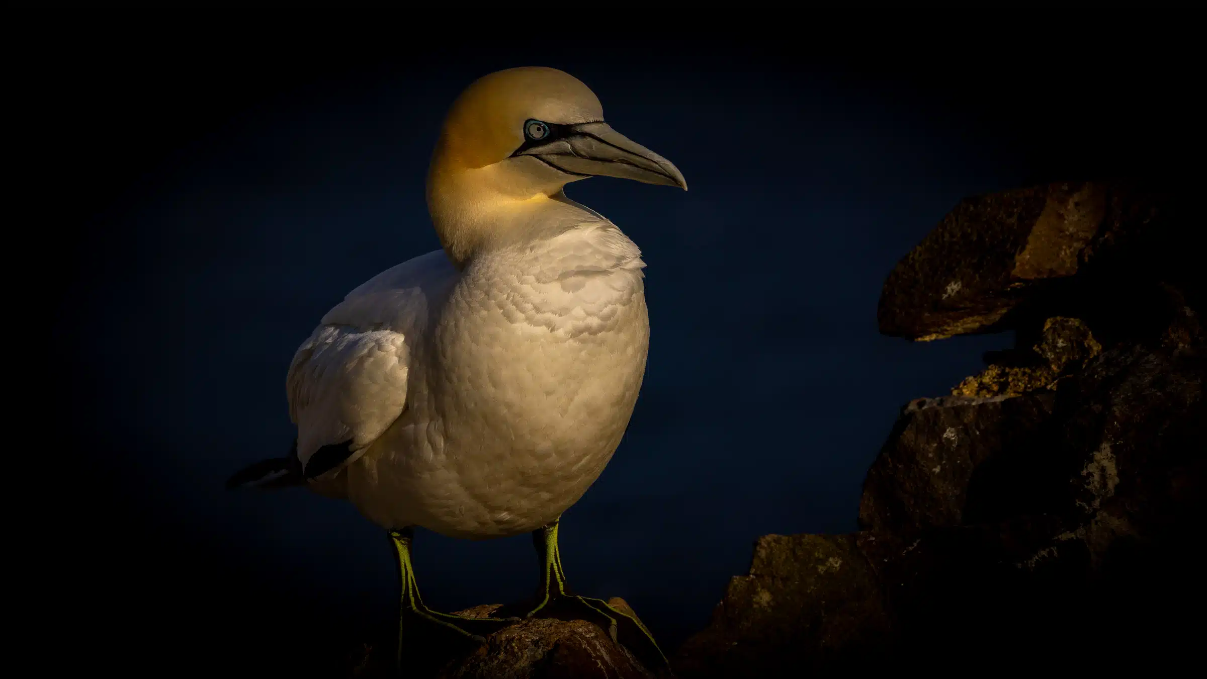Gannet bird portrait on Bass Rock, Scotland