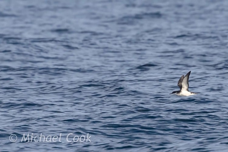 Manx shearwater flying low over the water on the Isle of May.