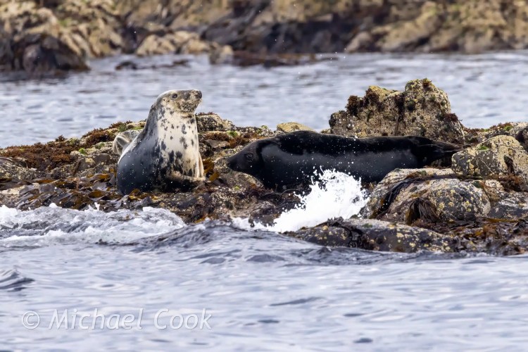 Seals on Isle of May rocks, one light grey spotted and one dark grey, waves crashing.