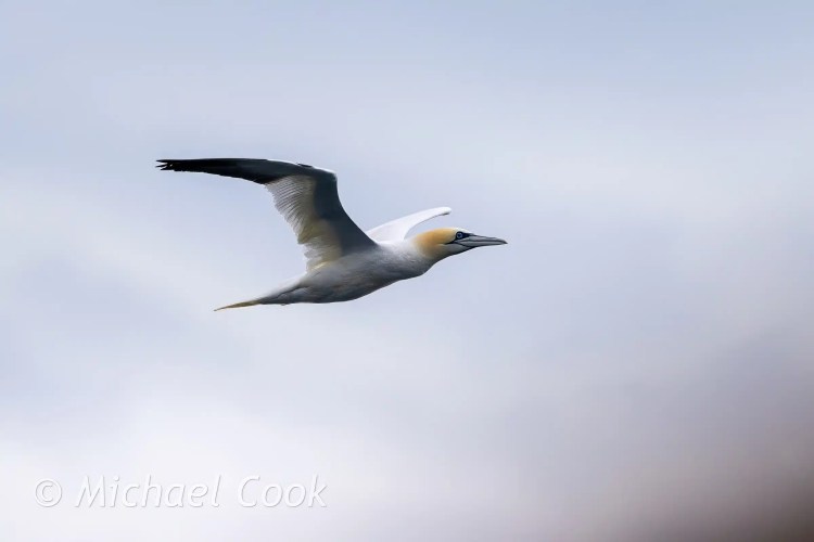 Gannet in flight over the Isle of May.