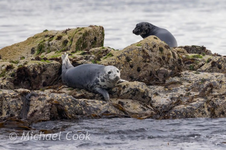 Grey seals resting on rocks at Isle of May. One seal is lying down, the other is alert.