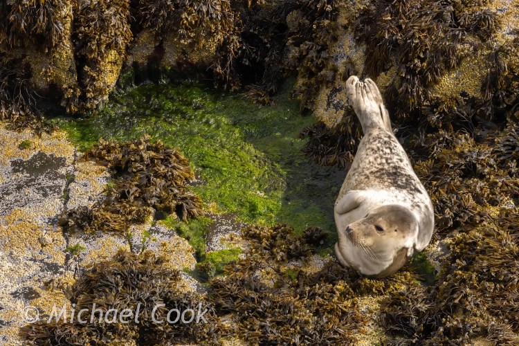 Resting seal pup on Isle of May rocks surrounded by seaweed and a tide pool.