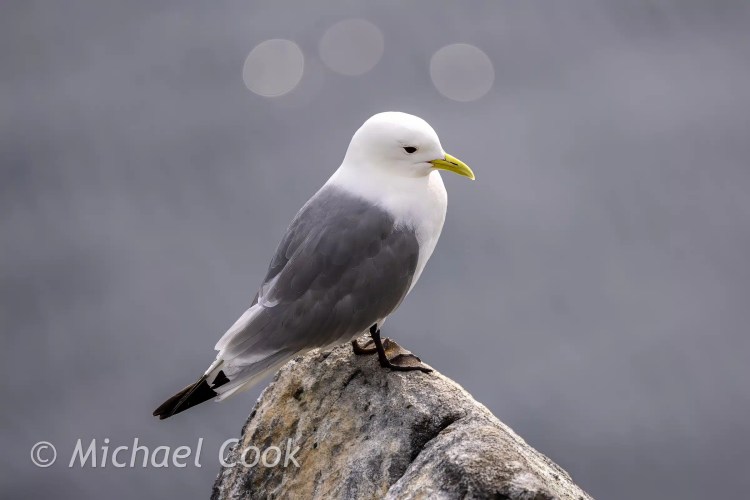 Kittiwake seabird perched on a rock on the Isle of May.