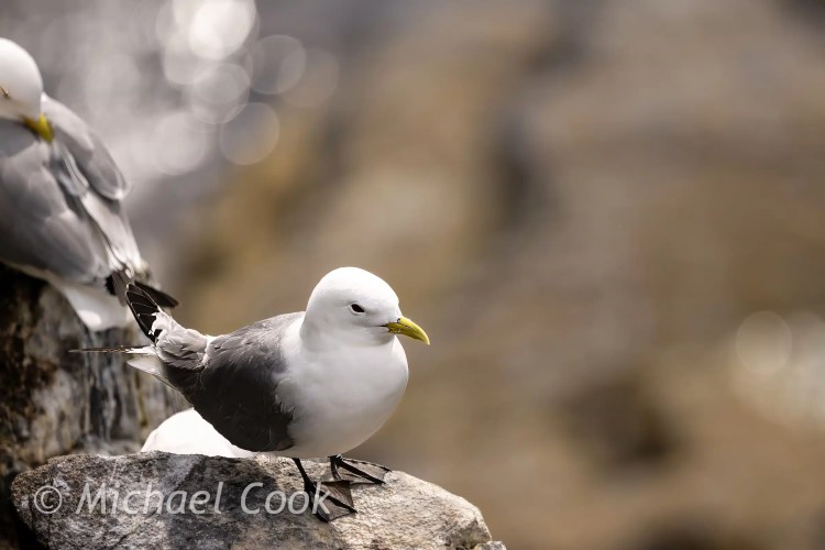 Black-legged kittiwake perched on a rock on the Isle of May.