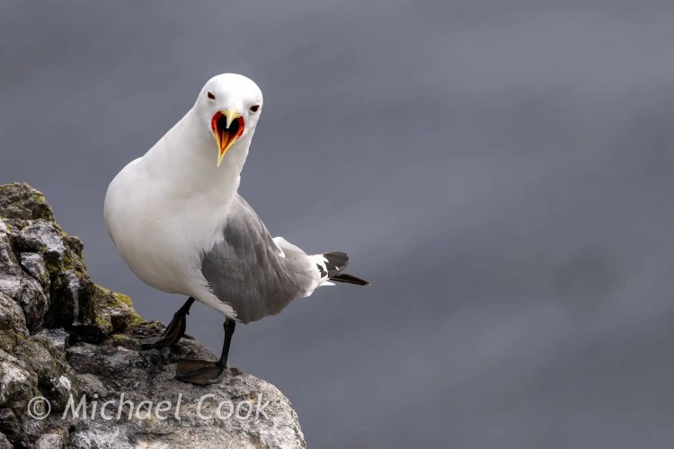 Aggressive kittiwake seabird on Isle of May rock, mouth open.
