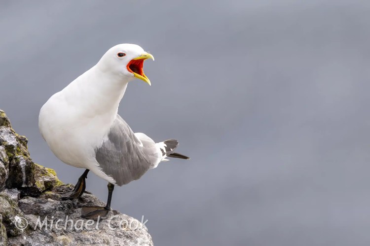 Kittiwake on Isle of May cliff, calling with open beak.