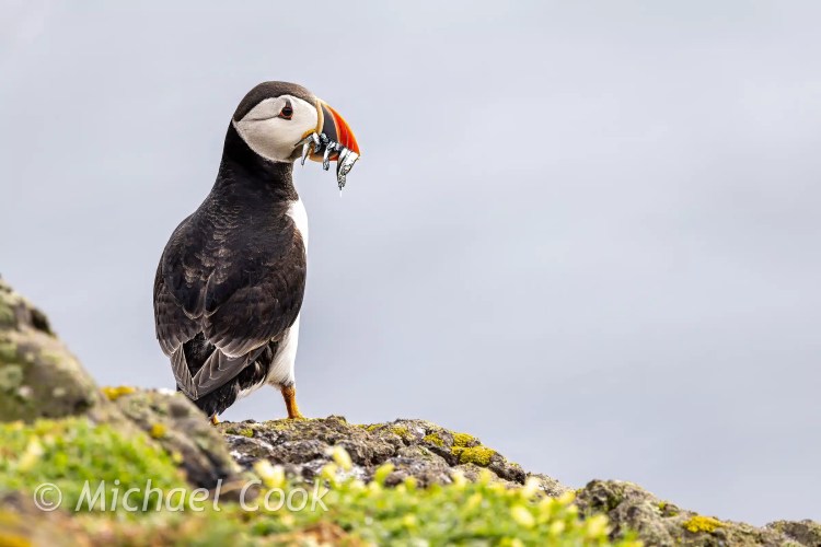 Puffin with fish on Isle of May.