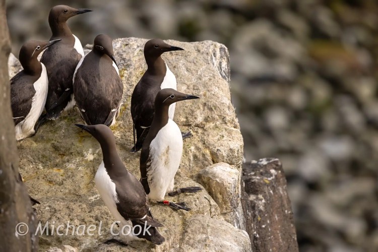 Isle of May: Common guillemots perched on rocky cliff.