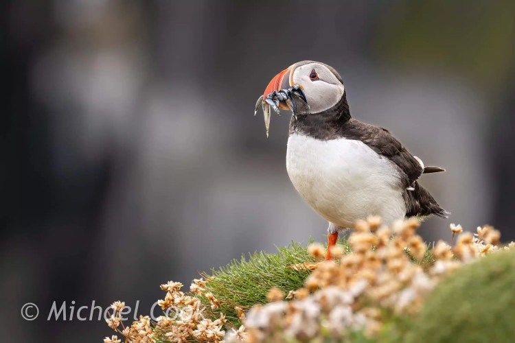 Puffin with sand eels on Isle of May.