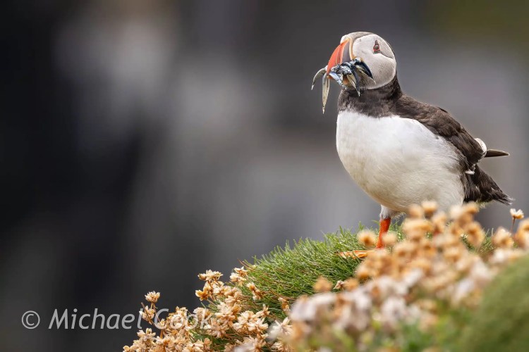 Puffin with fish on Isle of May. Black and white seabird with colorful beak standing on grassy cliff.