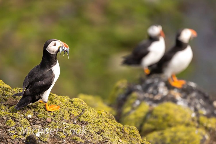Puffin with fish on Isle of May, two puffins blurred in background.