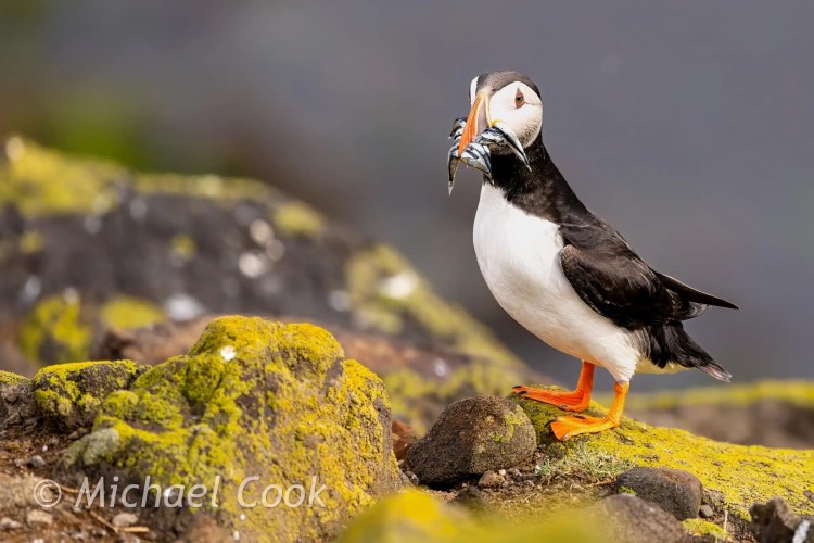 Puffin with fish on Isle of May. Black and white bird with orange feet standing on mossy rock.