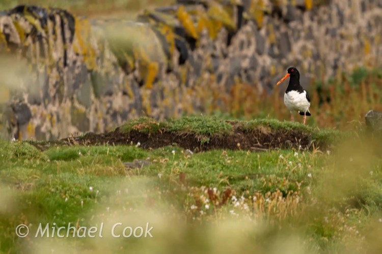 Oystercatcher bird on Isle of May, Scotland, with a stone wall in the background.
