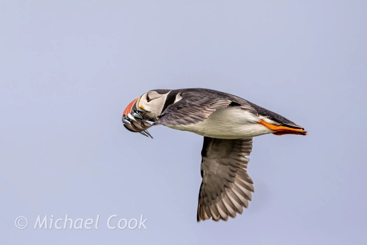 Puffin in flight with fish, Isle of May.