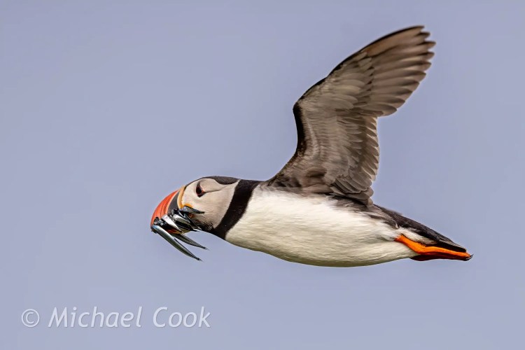 Puffin in flight with a beak full of sand eels, Isle of May.