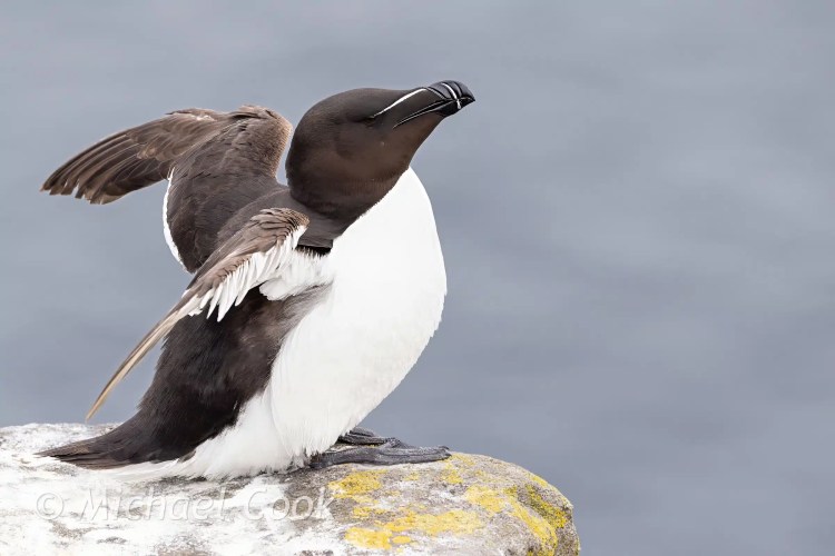 Razorbill bird on Isle of May rock, wings outstretched.