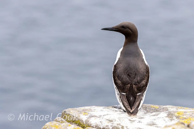 Guillemot on Isle of May. Black and white seabird standing on a rock, looking left.