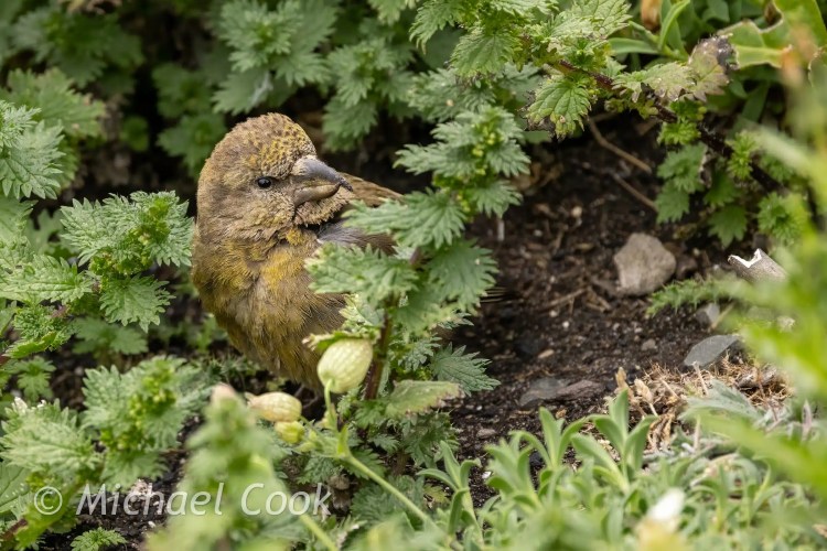 Crossbill bird amidst lush green foliage on the Isle of May. Wildlife photography.