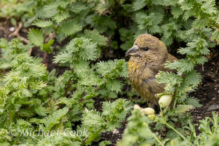 Crossbill bird among lush greenery on the Isle of May.