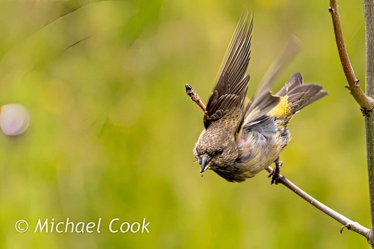 Bird taking flight from a branch, Isle of May wildlife.