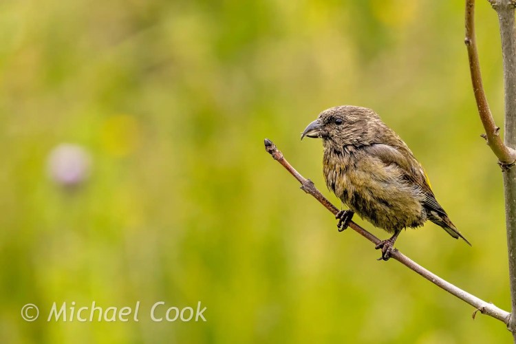 Crossbill bird perched on a branch on the Isle of May.