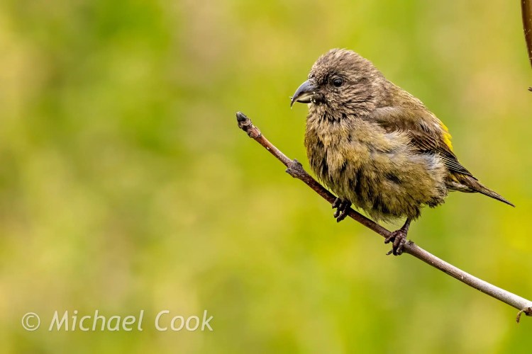 Crossbill perched on a branch on the Isle of May. Bird with distinctive beak.
