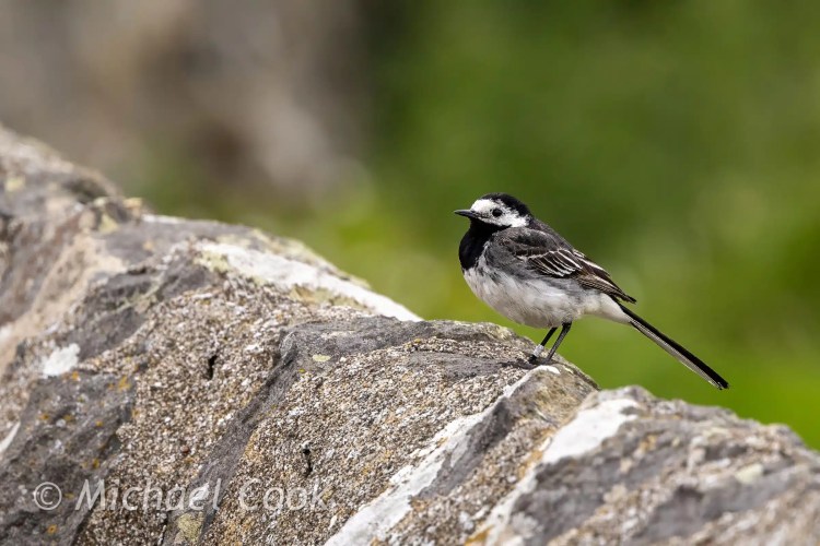 Pied wagtail perched on a rock on the Isle of May.