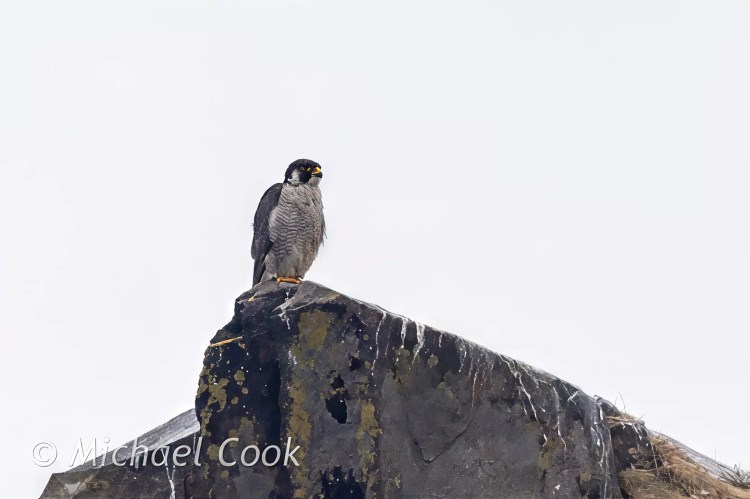 Peregrine falcon perched on a rock on the Isle of May, looking alert.