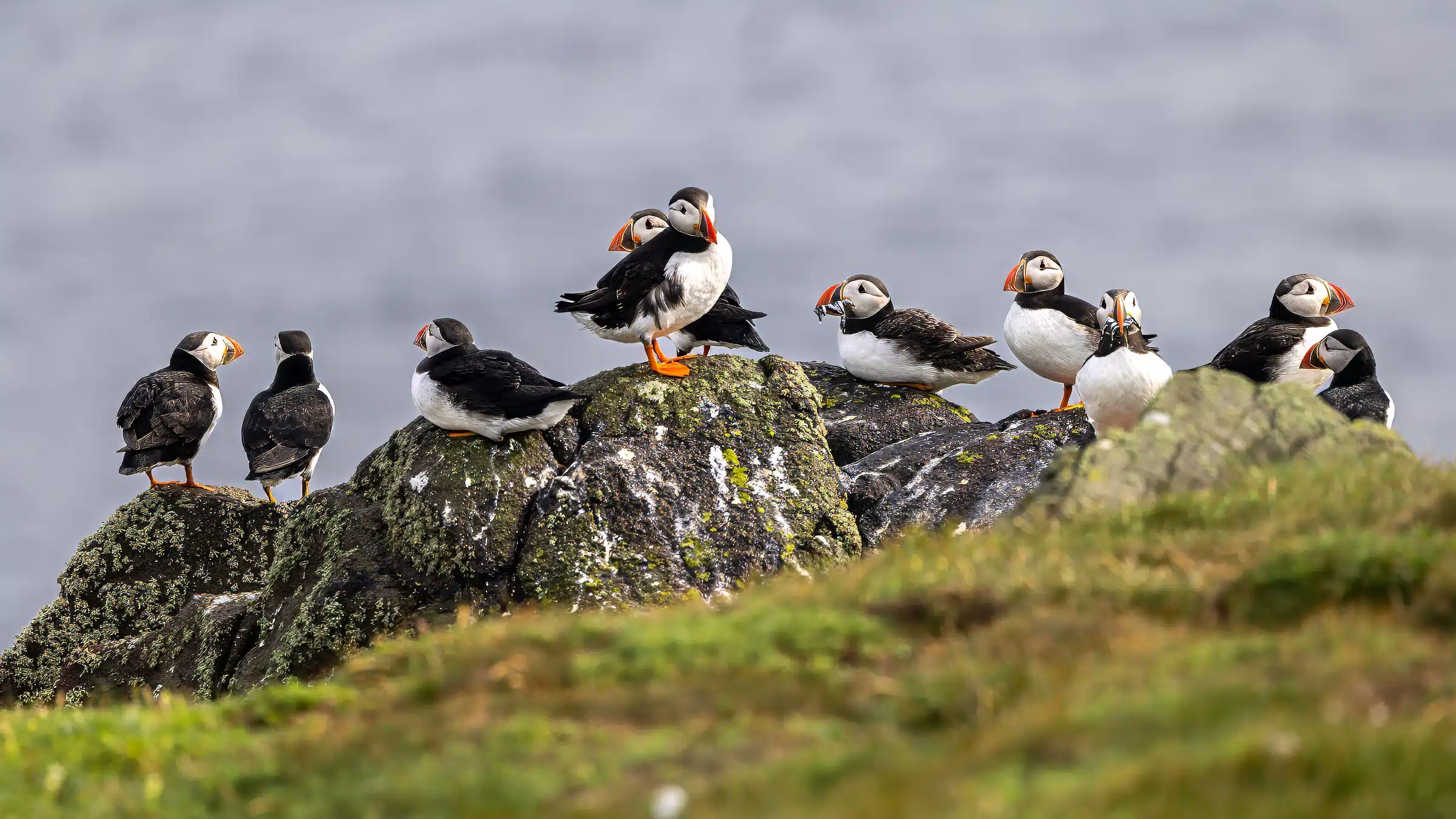 Atlantic puffins on Isle of May, Scotland. Colorful beaks and black and white plumage.