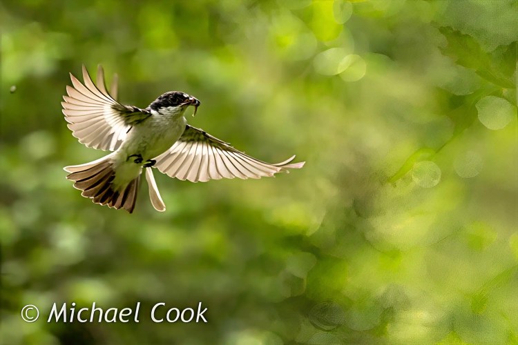 Bird in flight with food, Scottish Photography Hides