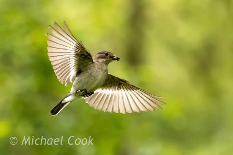 Flycatcher in flight with insect, taken at a Scottish photography hide.
