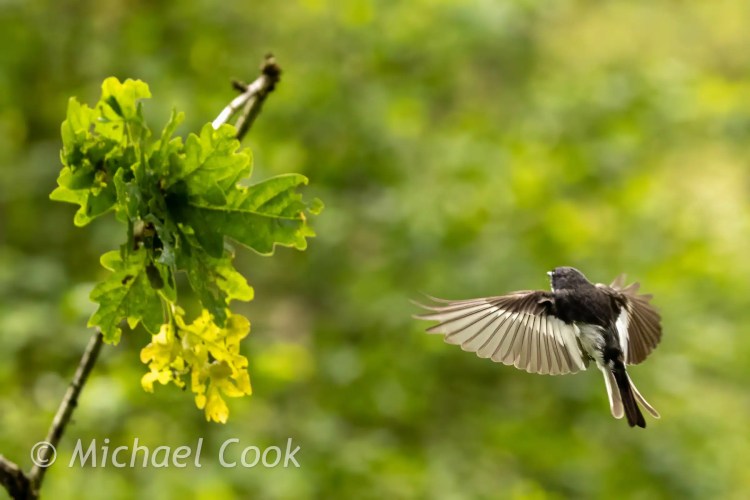 Pied wagtail in flight near oak leaves, Scottish photography hides.