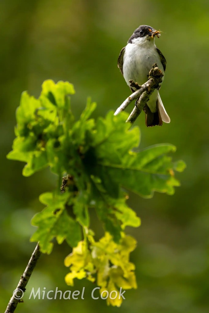 European flycatcher perched on a branch with insects in its beak, against a green background.