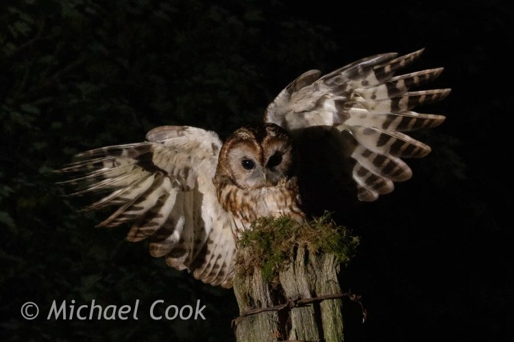 Tawny owl with wings spread, perched on a mossy post.