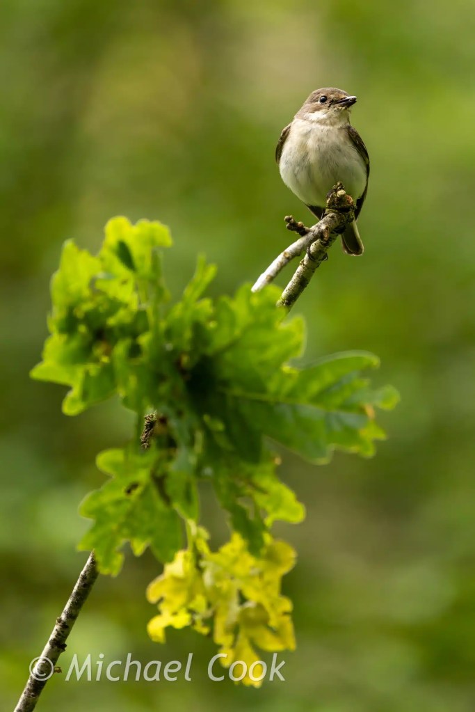 Spotted flycatcher perched on an oak branch, Scotland.