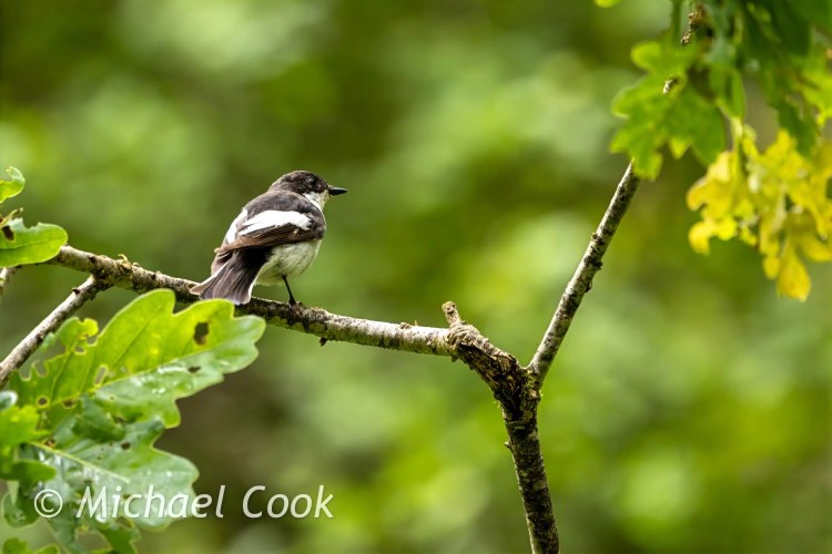 Pied Flycatcher perched on a branch in a Scottish Photography Hide.