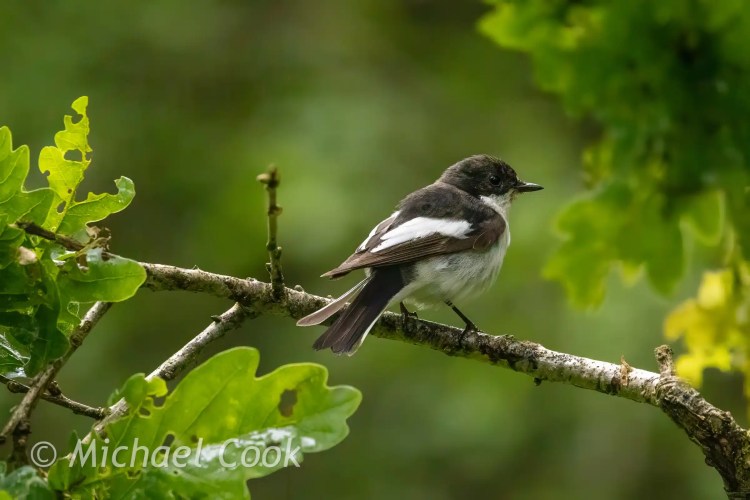 Male European pied flycatcher perched on a branch with green leaves.