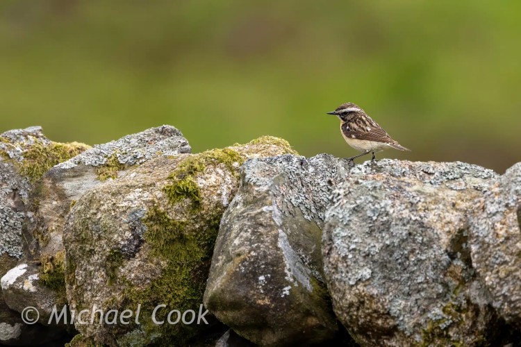 Whinchat perched on a mossy stone wall in Scotland.