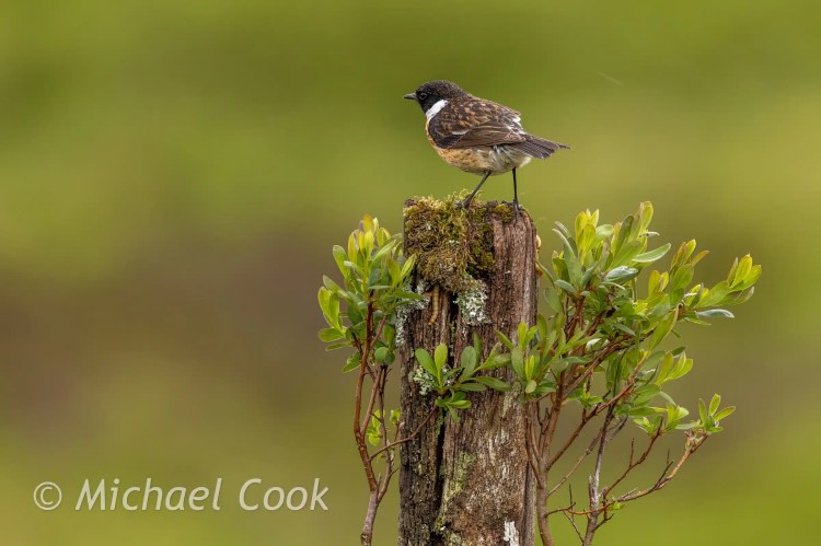 Stonechat perched on a mossy post with greenery. Scottish wildlife photography.