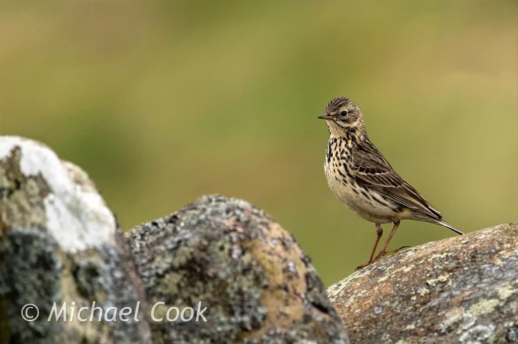 Meadow pipit perched on a rock in Scotland.