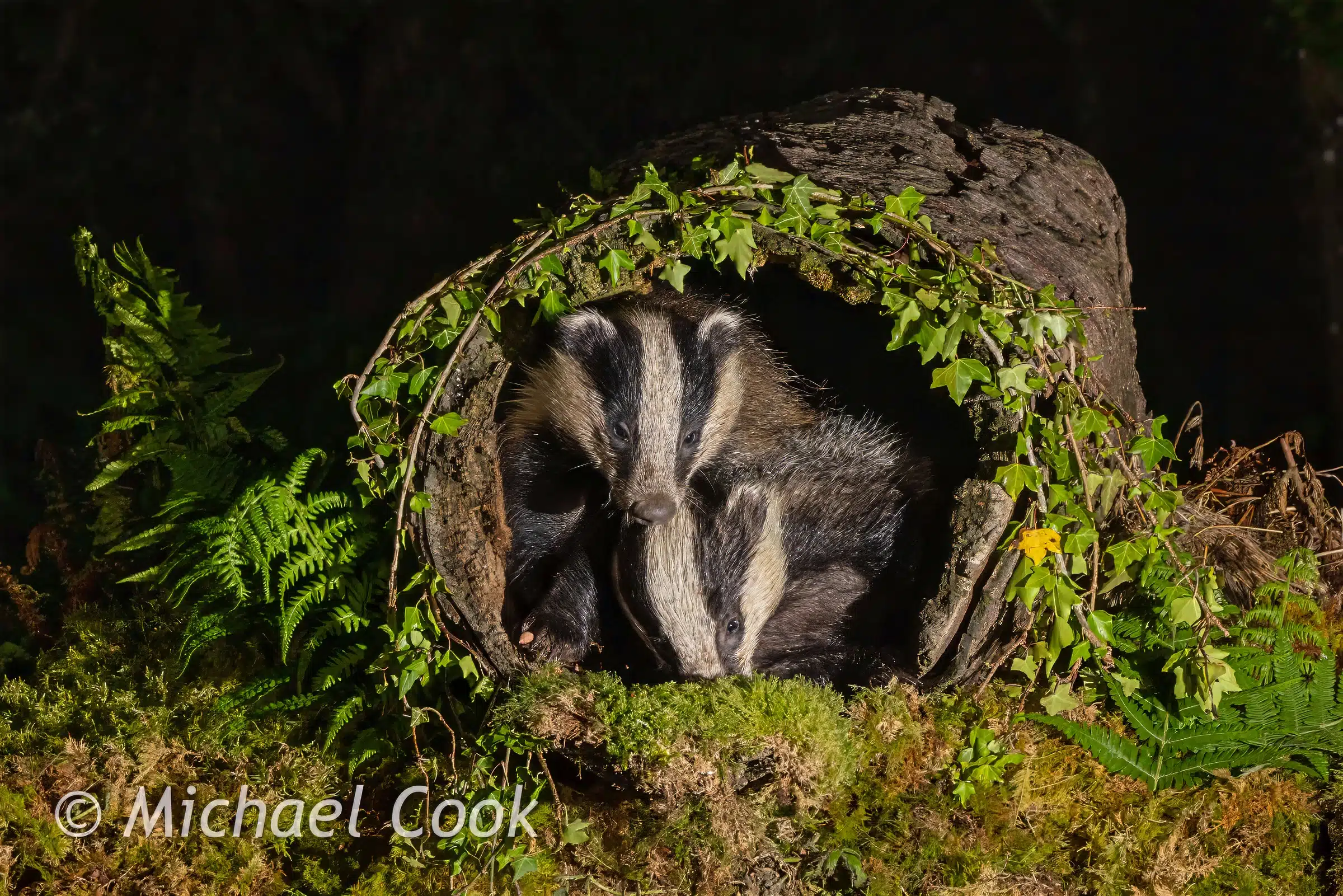 Two European badgers nestled inside a hollow log, surrounded by moss and ferns.