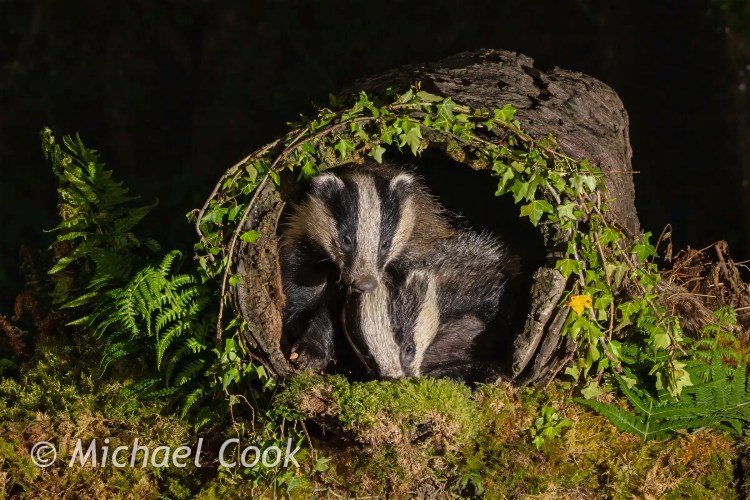Two European badgers nestled inside a hollow log, surrounded by moss and ferns.