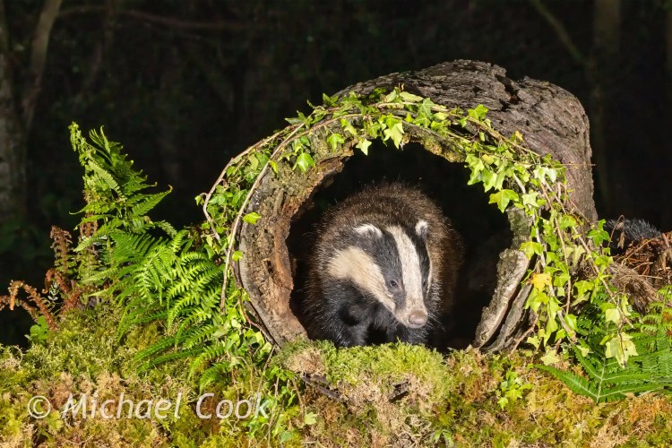 Badger peeking out of a log den covered in moss and ferns, photographed at night in Scotland.