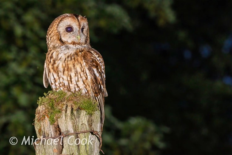 Tawny owl perched on a mossy post, captured at a Scottish photography hide.