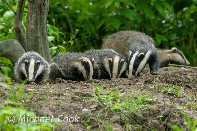 Badger cubs foraging on a Scottish hillside.