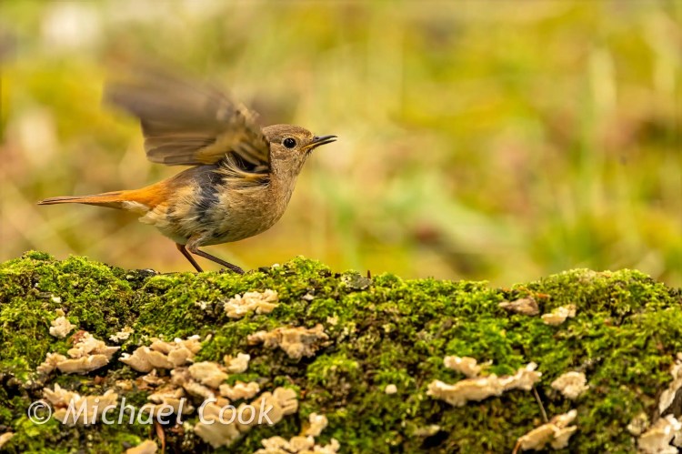 Redstart bird taking flight from a mossy log.