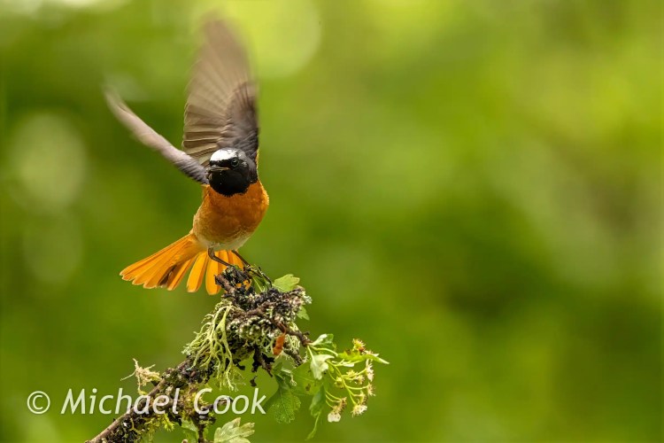 Redstart taking flight from a branch. Bird photography at Scottish hides.