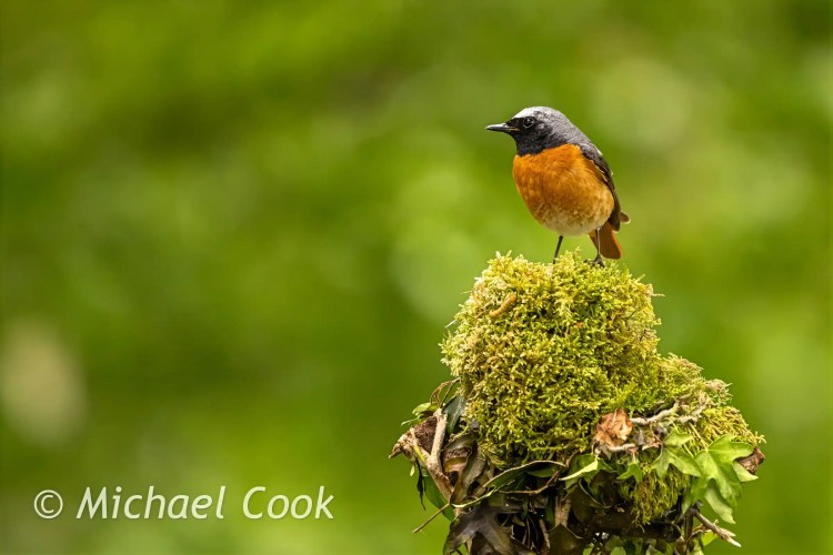 Male redstart perched on moss. Scottish photography hides offer opportunities to capture birds like this.