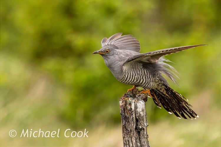 Cuckoo bird perched on weathered post, wings outstretched. Scottish Photography Hides.