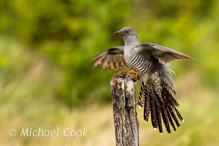 Cuckoo bird perched on a post with wings spread, Scottish Photography Hides.